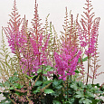 Астильба гибридная Mighty Phill