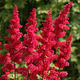 Астильба Арендса Гранат