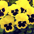 Виола (Фиалка, Анютины глазки) гибридная Золото Рейна