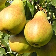 Груша плодовая Чаровница