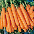 Морковь Император Морковь Император