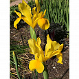 Ирис голландский Golden Beauty