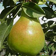 Груша Памятная