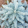 Ель голубая Super Blue Seedling Ель голубая Super Blue Seedling