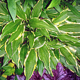 Хоста прямолистная Хионеа Хоста прямолистная Хионеа