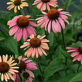 Эхинацея пурпурная Даблдекер