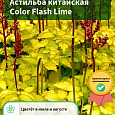Астильба китайская Color Flash Lime