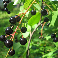 Черемуха кистевая Черный блеск