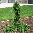 Ель обыкновенная Фрохбург Ель обыкновенная Фрохбург