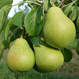 Груша плодовая Светлянка