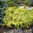 Кипарисовик горохоплодный Filifera Aurea Nana