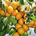 Абрикос обыкновенный Лель