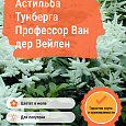 Астильба Тунберга Профессор Ван дер Вейлен