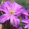 Клематис крупноцветковый Данута