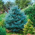 Ель голубая Super Blue Seedling Ель голубая Super Blue Seedling