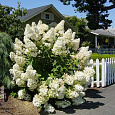 Гортензия метельчатая Сильвер Доллар Гортензия метельчатая Сильвер Доллар