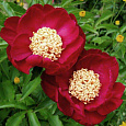 Пион травянистый Сорд Данс