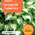 Хоста волнистая Унивитата Хоста волнистая Унивитата