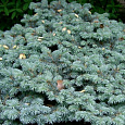 Ель голубая Glauca Majestic Blue Ель голубая Glauca Majestic Blue