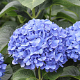 Гортензия крупнолистовая Эльбталь Гортензия крупнолистовая Эльбталь