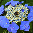Гортензия крупнолистная Blaumeise