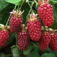 Малина ремонтантная Рубиновое Ожерелье