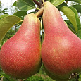 Груша плодовая Кармен