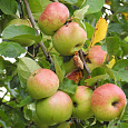 Яблоня Непобедимый