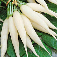 Редис Белый клык Редис Белый клык