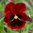 Анютины глазки Красный кардинал