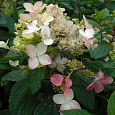 Гортензия метельчатая Энджелс Блаш