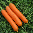 Морковь  Форто Морковь  Форто