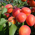 Абрикос обыкновенный Краснощекий Абрикос обыкновенный Краснощекий