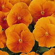 Виола крупноцветковая Кетс Оранж