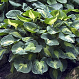 Хоста гибридная Дрим Вивэ Хоста гибридная Дрим Вивэ