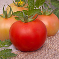 Томат Рассвет F1