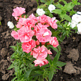 Флокс друммонда Промис розовый Флокс друммонда Промис розовый