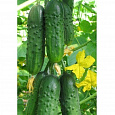 Огурец гибридный F1 Младший лейтенант