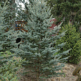 Ель голубая Isely Foxtail Ель голубая Isely Foxtail