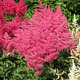 Астильба японская Кобленц