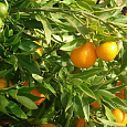 Цитрус Оранжекват