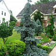 Ель голубая Pendula Ель голубая Pendula