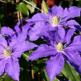 Клематис (Ломонос) гибридный Lasurstern