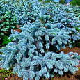 Ель голубая Super Blue Seedling Ель голубая Super Blue Seedling