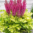 Астильба китайская Color Flash Lime