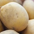 Картофель семенной Метеор