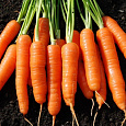 Морковь Кантербюри F1 Морковь Кантербюри F1