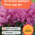 Астильба Арендса Ритм энд Бит