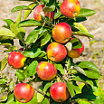 Яблоня колоновидная Московское ожерелье