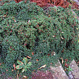 Кизильник лежачий Стреб'с Файндлинг